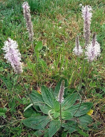 Flowering Plantain Plantago Media – Perennial Herb Flower Seeds