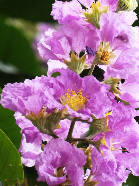 Lagerstroemia Speciosa Flos Reginae Tree Seeds Queens Crape Myrtle Herb Flower Seeds for Home and Garden