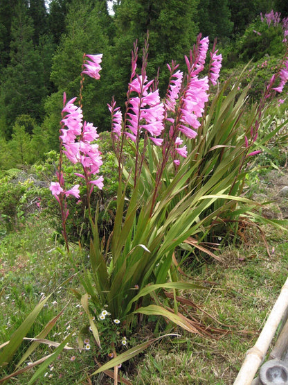 Watsonia Borbonica pink Seeds Fragrant Cape Bugle Lily Category eg, Flower Seeds