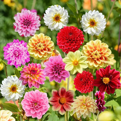 Dahlia pompon mixed fresh seeds dahlia seeds flower seeds - Flower Seeds