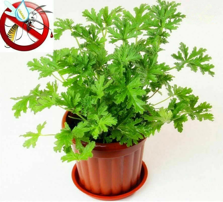 Citronella Lemon Balm – Perennial Herb Seeds