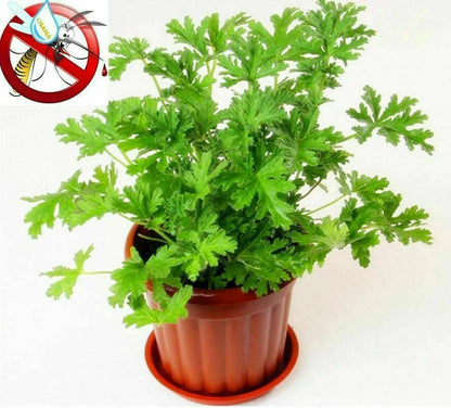 Citronella Lemon Balm – Perennial Herb Seeds