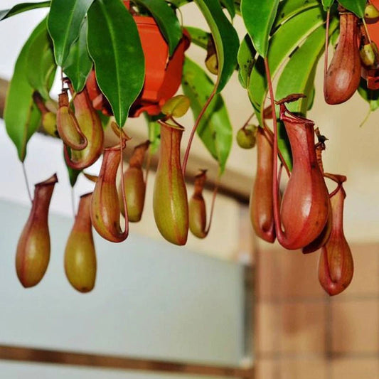 Nepenthes Macfarlanei ~ Spectacular Highland Large Pitcher Plant ~