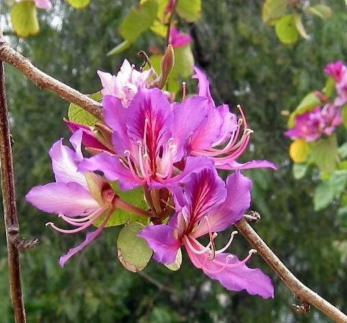 Bauhinia Purpurea Pink Purple Orchid Flowering Tree Seeds