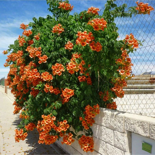 Orange Trumpet Vine Campsis Radicans Perennial Garden Flower Seeds
