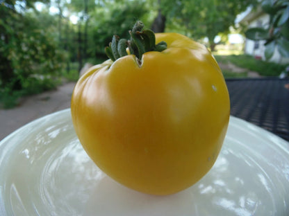 King of Siberia Tomato – Cold-Tolerant Heirloom Vegetable Seeds