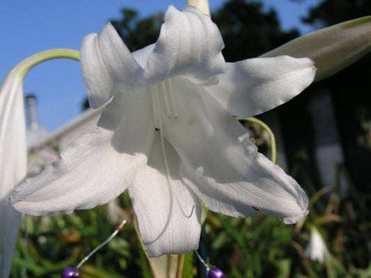 Crinum Lily White Emperor Small-size Bulb New - Flower Seeds