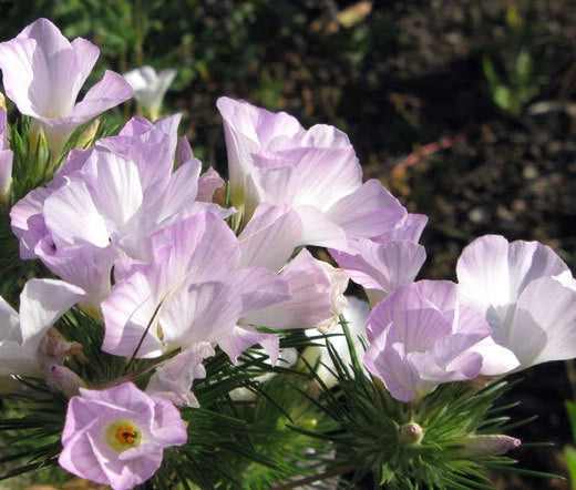 Mountain Phlox Linanthus Grandiflorus – Hardy Garden Flower Seeds