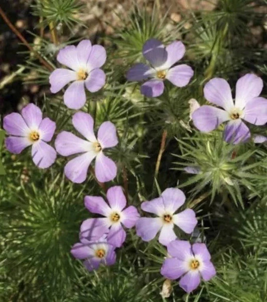 Linanthus Grandiflorus Mountain Fox Flower Garden Seeds