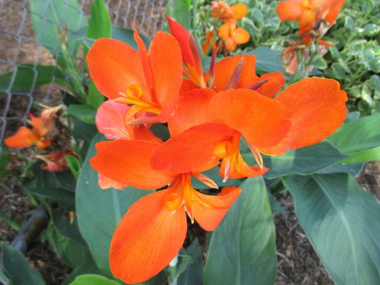 Cannova Orange Shades Canna Perennial Flower Seeds