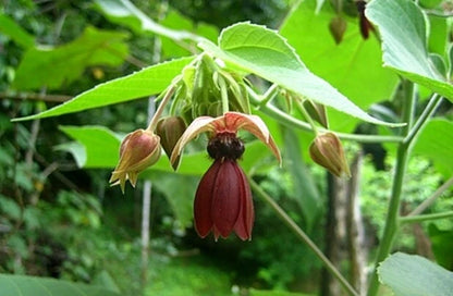 Abroma Augusta – Compact Evergreen Flowering Tree Seeds