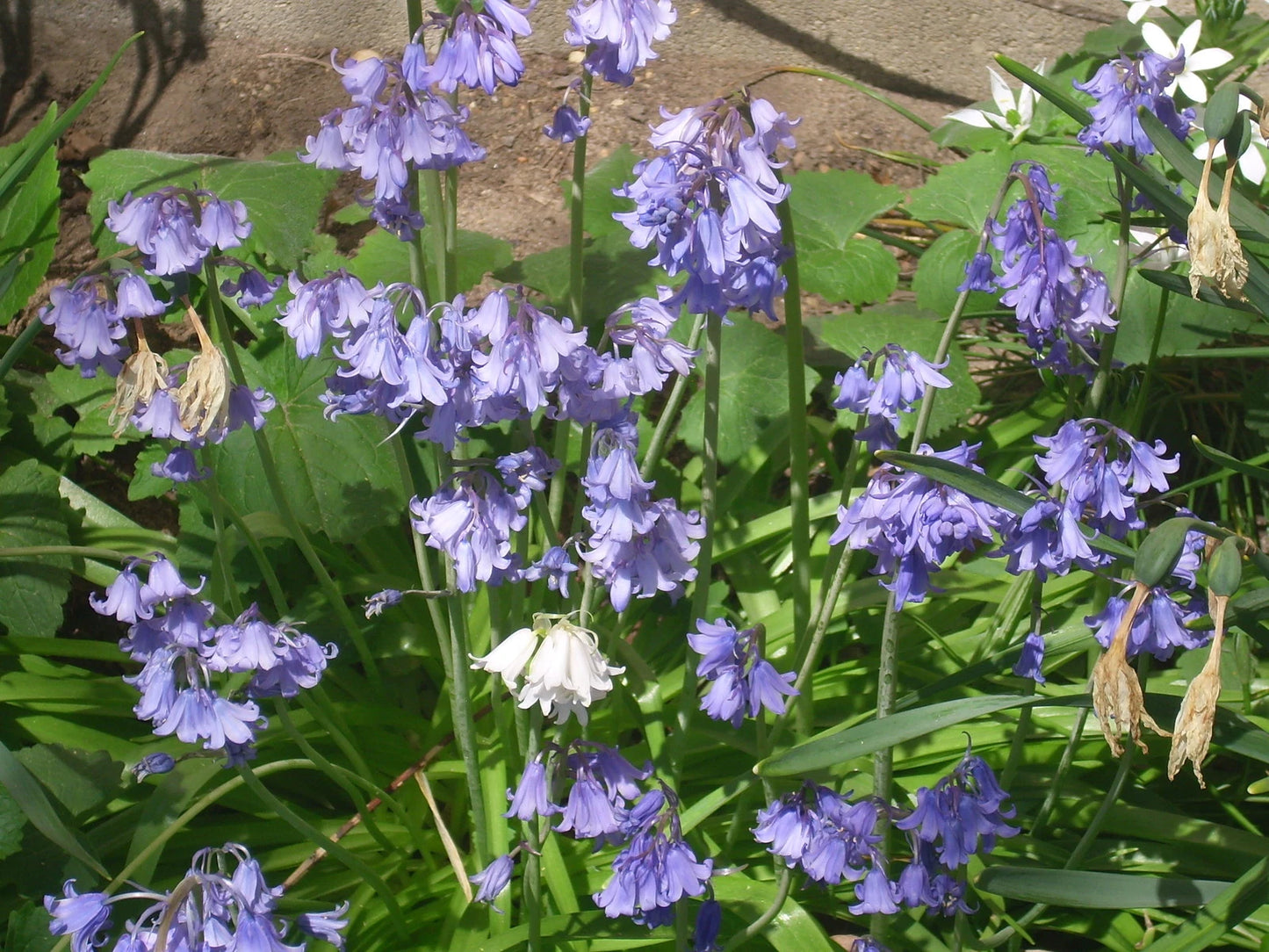 Wood Hyacinth Spanish Bluebell – Colorful Perennial Flower Seeds