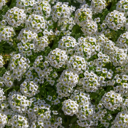Tall White Sweet Alyssum Hardy Wildflower Garden Seeds
