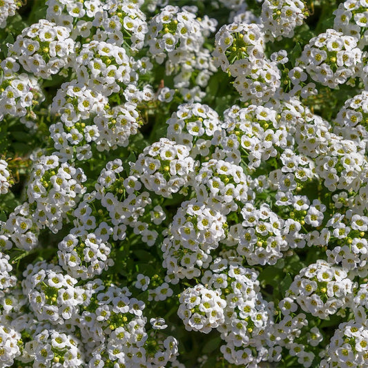 Tall White Sweet Alyssum Hardy Wildflower Garden Seeds