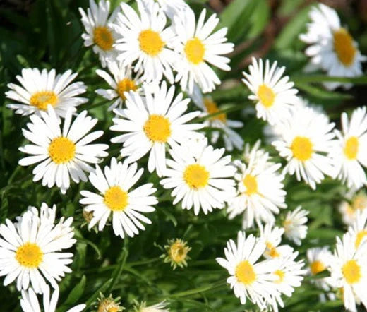 Aster Alpine White Aster Alpinus – Colorful Garden Flower Seeds