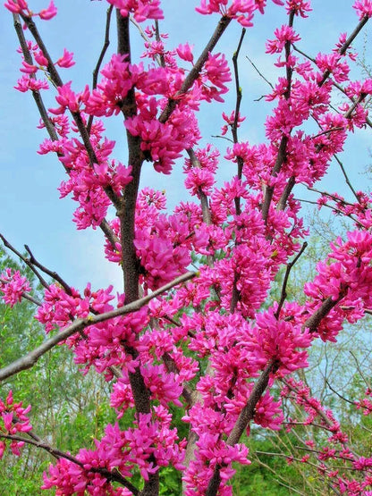 Tennessee Pink Redbud Cercis Canadensis – Flowering Tree Garden Seeds