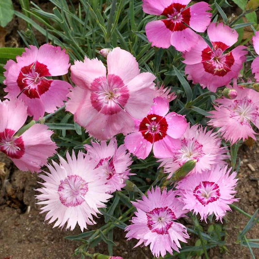 Cottage Pinks – Colorful Wildflower Seeds