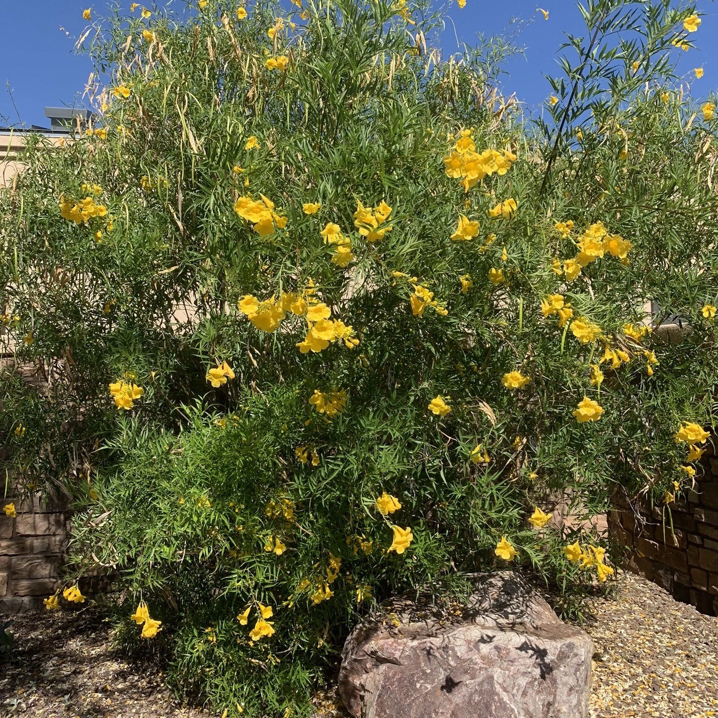 Tecoma Stans – Arizona Yellow Bells Esperanza Garden Flower Seeds