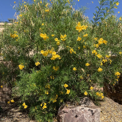 Tecoma Stans – Arizona Yellow Bells Esperanza Garden Flower Seeds
