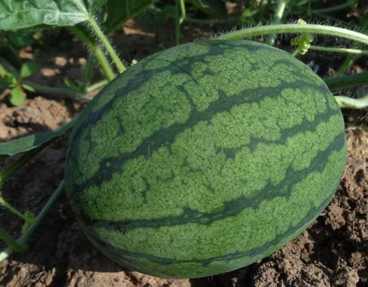 Sugar Baby Watermelon Citrullus Lanatus Hardy Vegetable Garden Seeds