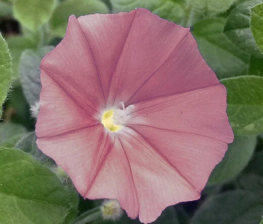 Morning Glory Japanese Chocolate Ipomoea Nil – Climbing Garden Flower Seeds