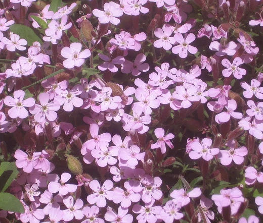 Pink Rock Soapwort Saponaria Ocymoides Ground Cover Flower Seeds
