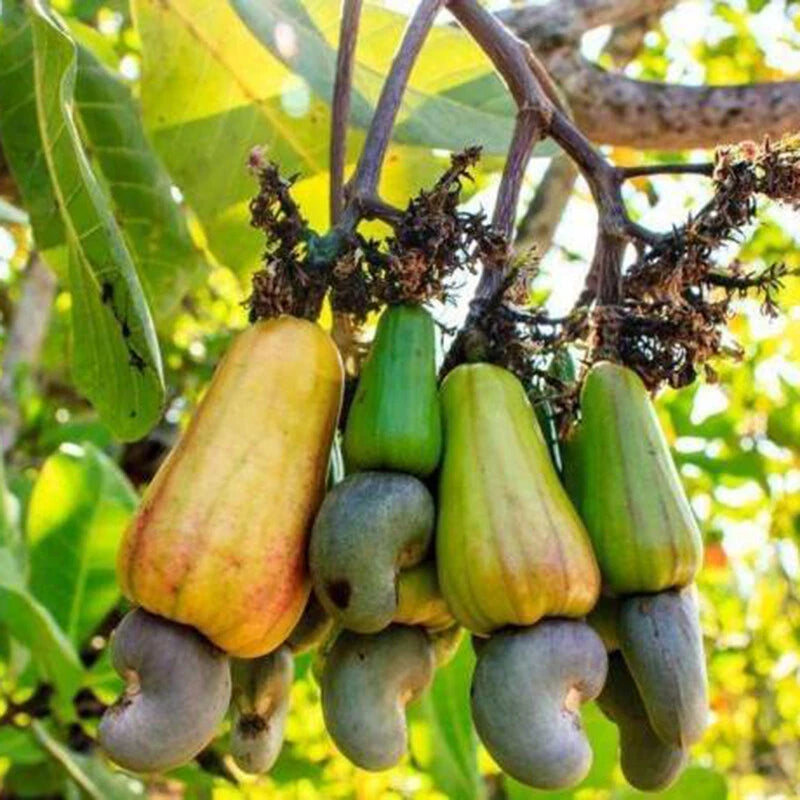 Cashew Nut Anacardium Occidentale – Tropical Fruit Tree Seeds