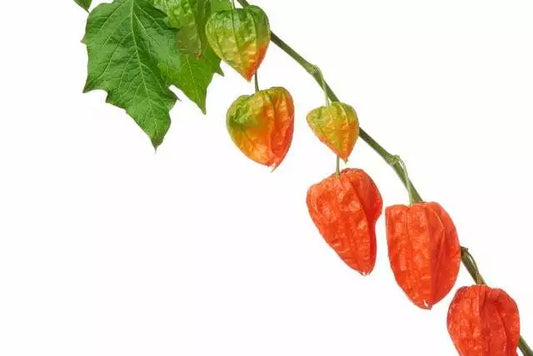 Chinese Lantern – Colorful Flower Seeds