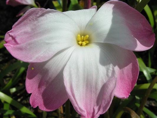 Rain Lily Zephyranthes Labufarosea Seasonal Garden Flower Seeds