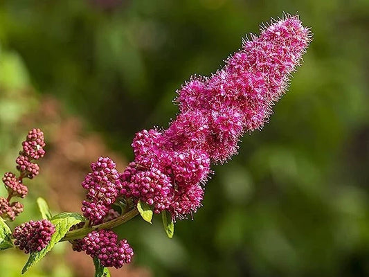 Steeple Bush Spiraea Tall Pink Flowering Shrub Seeds