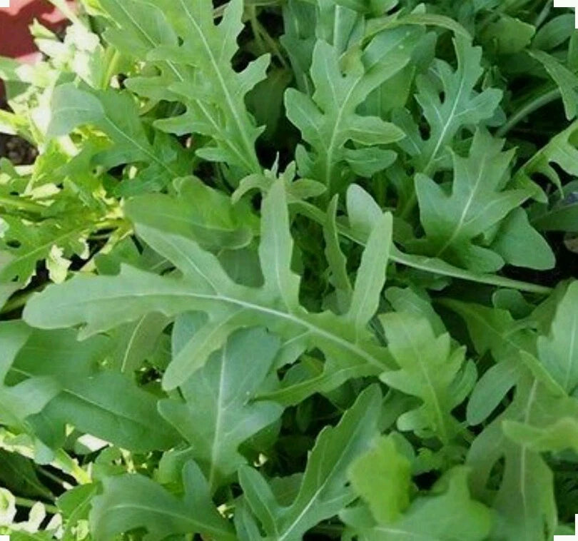 Arugula Eruca Sativa – Fast Growing Leafy Vegetable Seeds