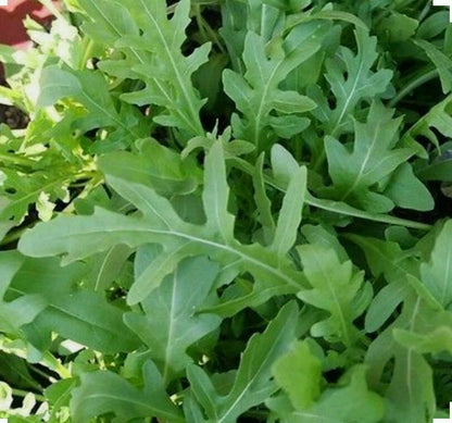 Arugula Eruca Sativa – Fast Growing Leafy Vegetable Seeds
