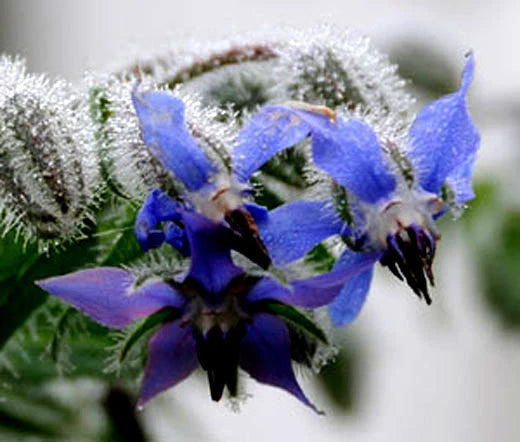 Borage Borago Officinalis – Fragrant Garden Herb Seeds