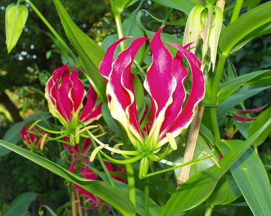 Gloriosa Rothschildiana – Climbing Flame Lily Garden Flower Seeds