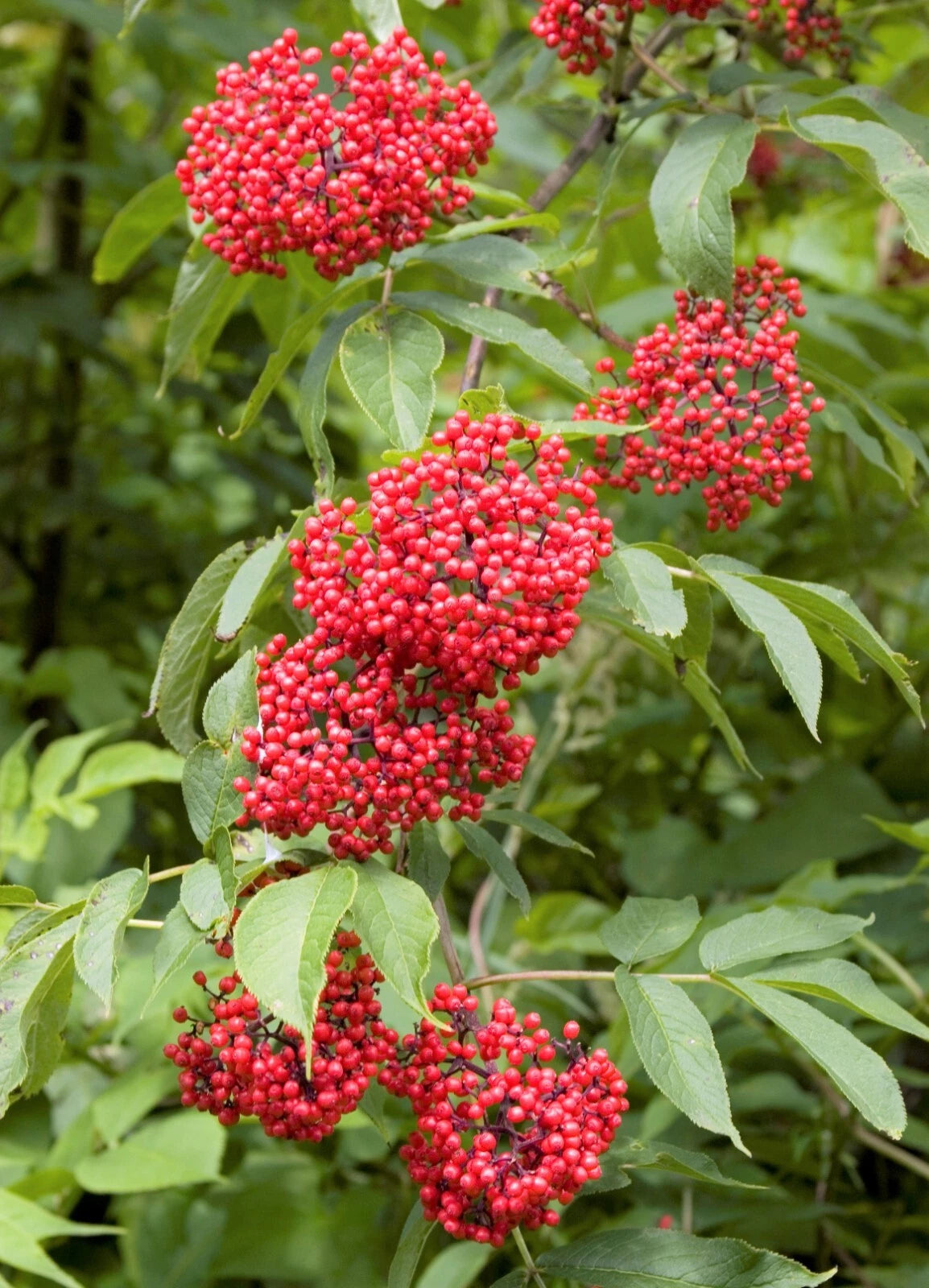 Red Elderberry Sambucus Racemosa Cold Hardy Perennial Shrub Seeds