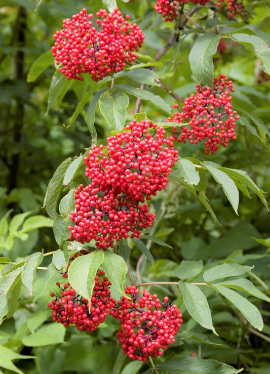 Red Elderberry Sambucus Racemosa Cold Hardy Perennial Shrub Seeds