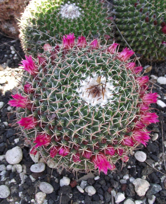 Mammillaria Mystax – Decorative Powder Puff Cactus Seeds