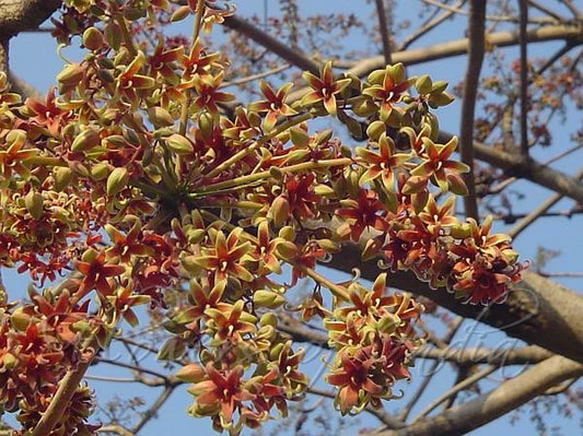 Sterculia Foetida – Ornamental Java Olive Tree Seeds