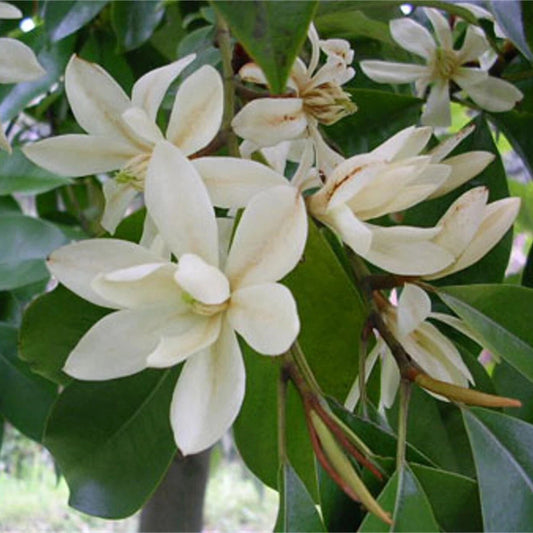 Michelia Macclurei Fragrant Evergreen Magnolia Tree Seeds