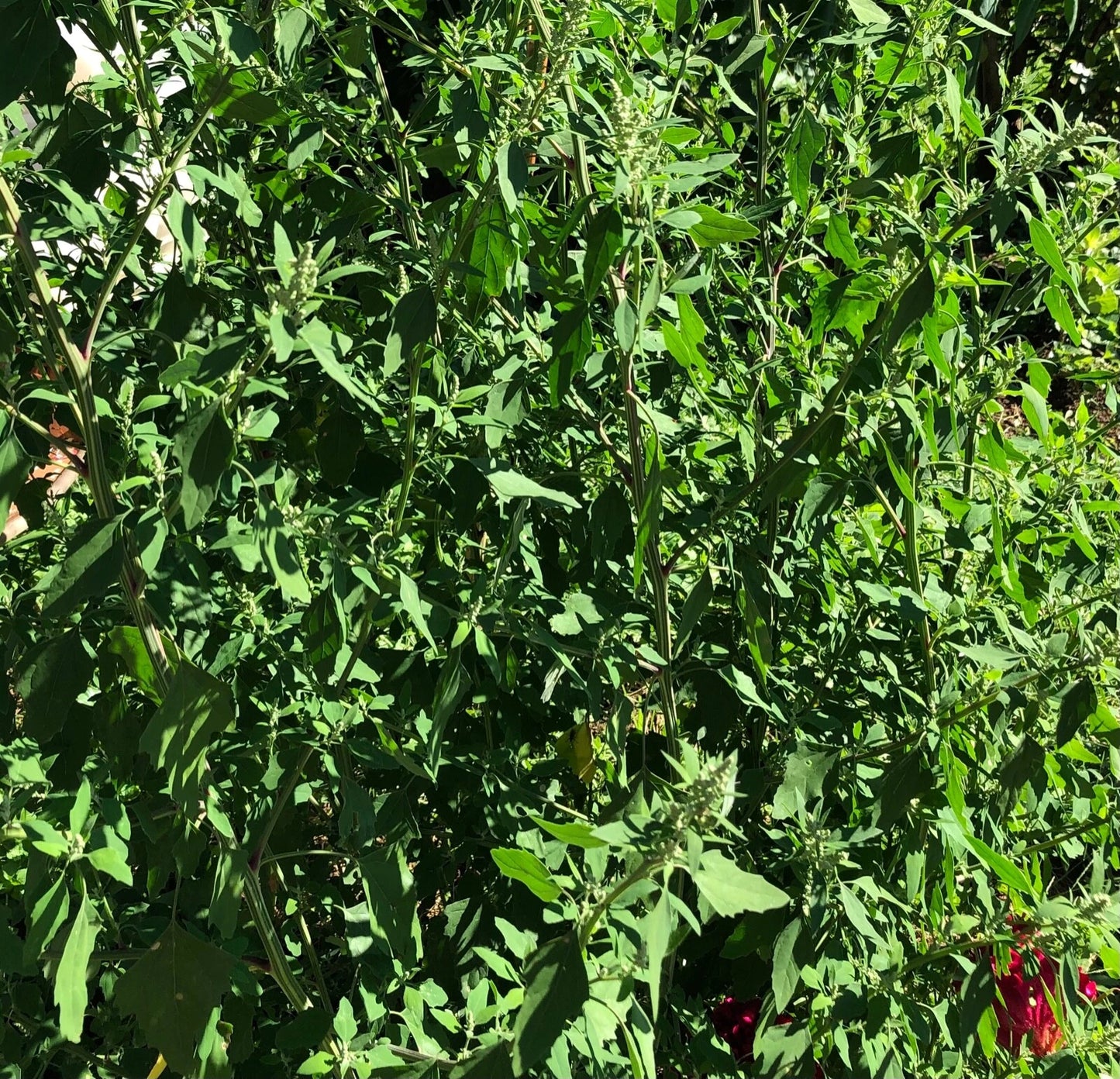 Lambs Quarters Chenopodium Album – Edible Herb Vegetable Seeds