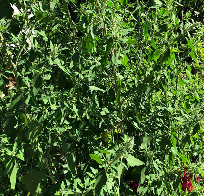 Lambs Quarters Chenopodium Album – Edible Herb Vegetable Seeds