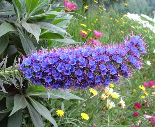 Echium Candicans Seeds Flower Seeds for your garden