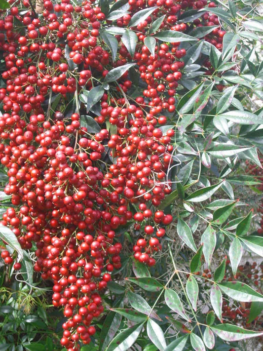 Heavenly Bamboo Nandina domestica – Ornamental Shrub Garden Seeds