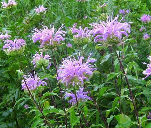 Bergamot Wild Bee Balm Herb Seeds for Planting