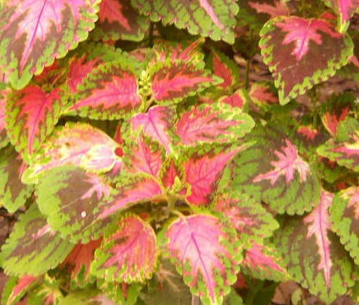 Coleus Wizard Coral Sunrise Solenostemon Scutellarioides – Colorful Foliage Garden Seeds