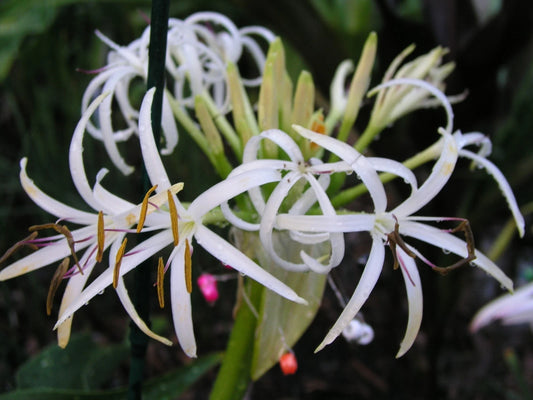 Crinum Lily Asiaticum Aurea Maculate Jumbo Blooming-size Bulb - New -