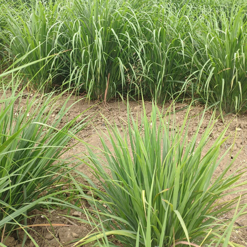 Lemongrass Cymbopogon Citratus – Culinary Herb Seeds