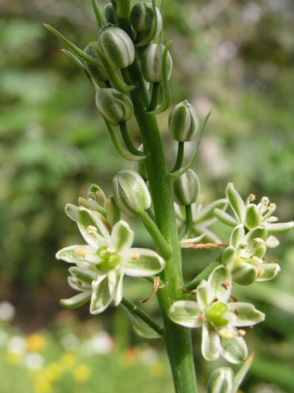 Ornithogalum Caudatum Sea Onion Pregnant Onion - Vegetable Seeds