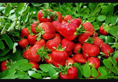 Red Strawberry – Sweet Juicy Fruit Seeds