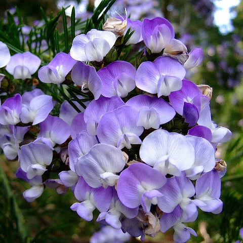 Psoralea Pinnata Cold Hardy Kool Aid Shrub Tree Seeds